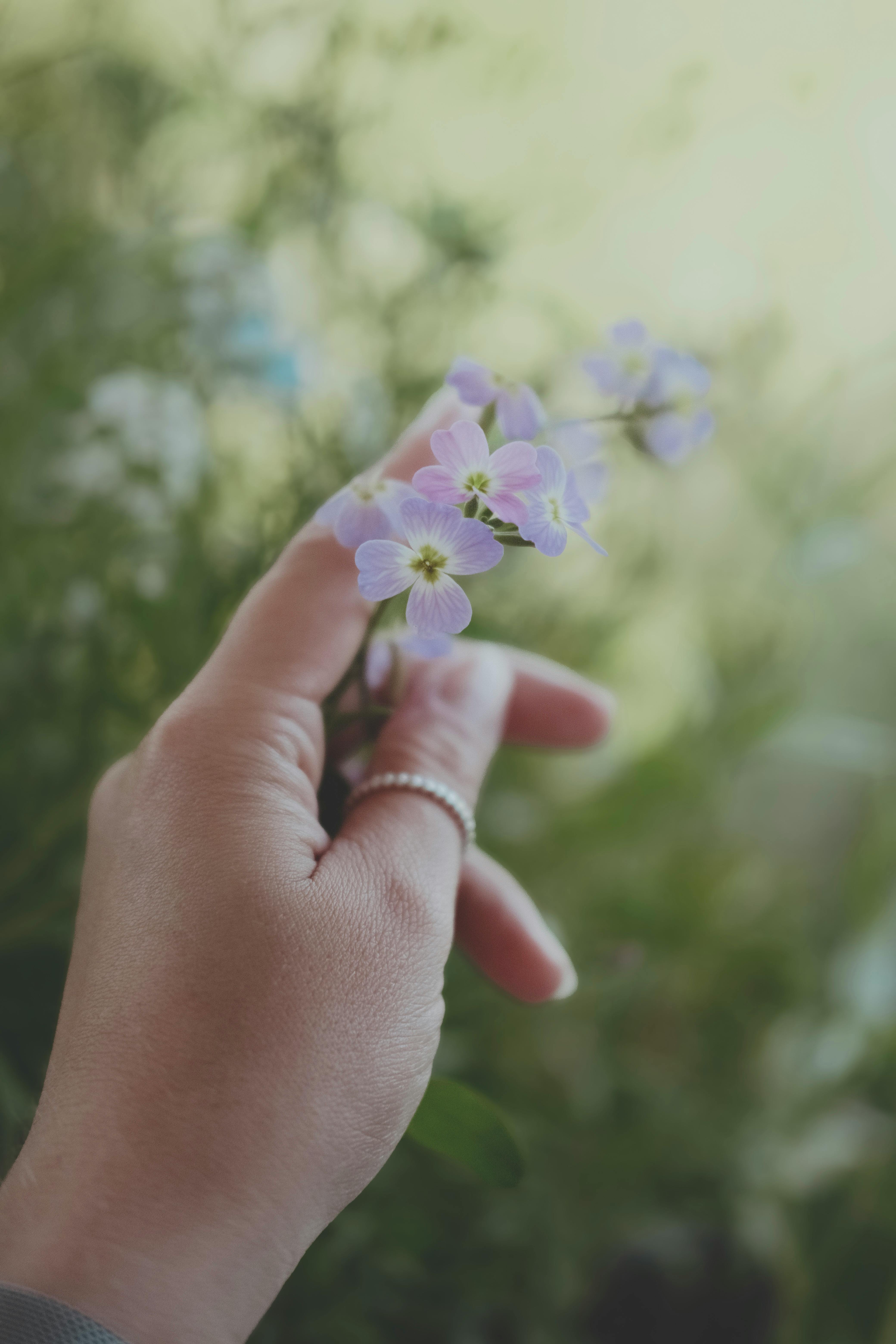 Close-up of Hand Holding Light Purple Flowers · Free Stock Photo, image size:4160x6240