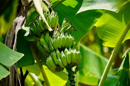 Free Fresh green bananas growing on a banana tree in sunlight. Stock Photo