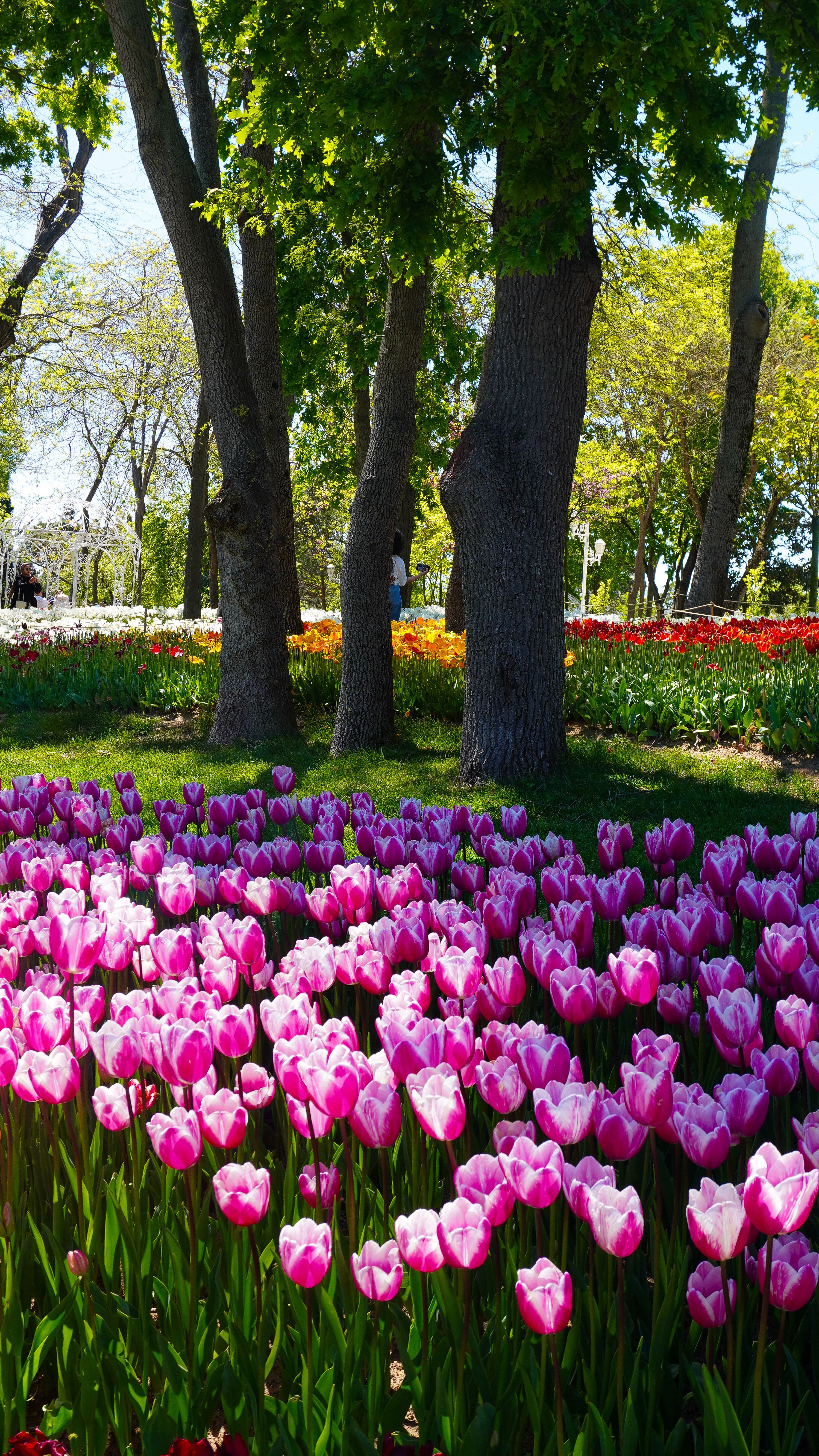Beautiful tulip garden with vibrant pink and red flowers in a serene park in İstanbul, Türkiye.