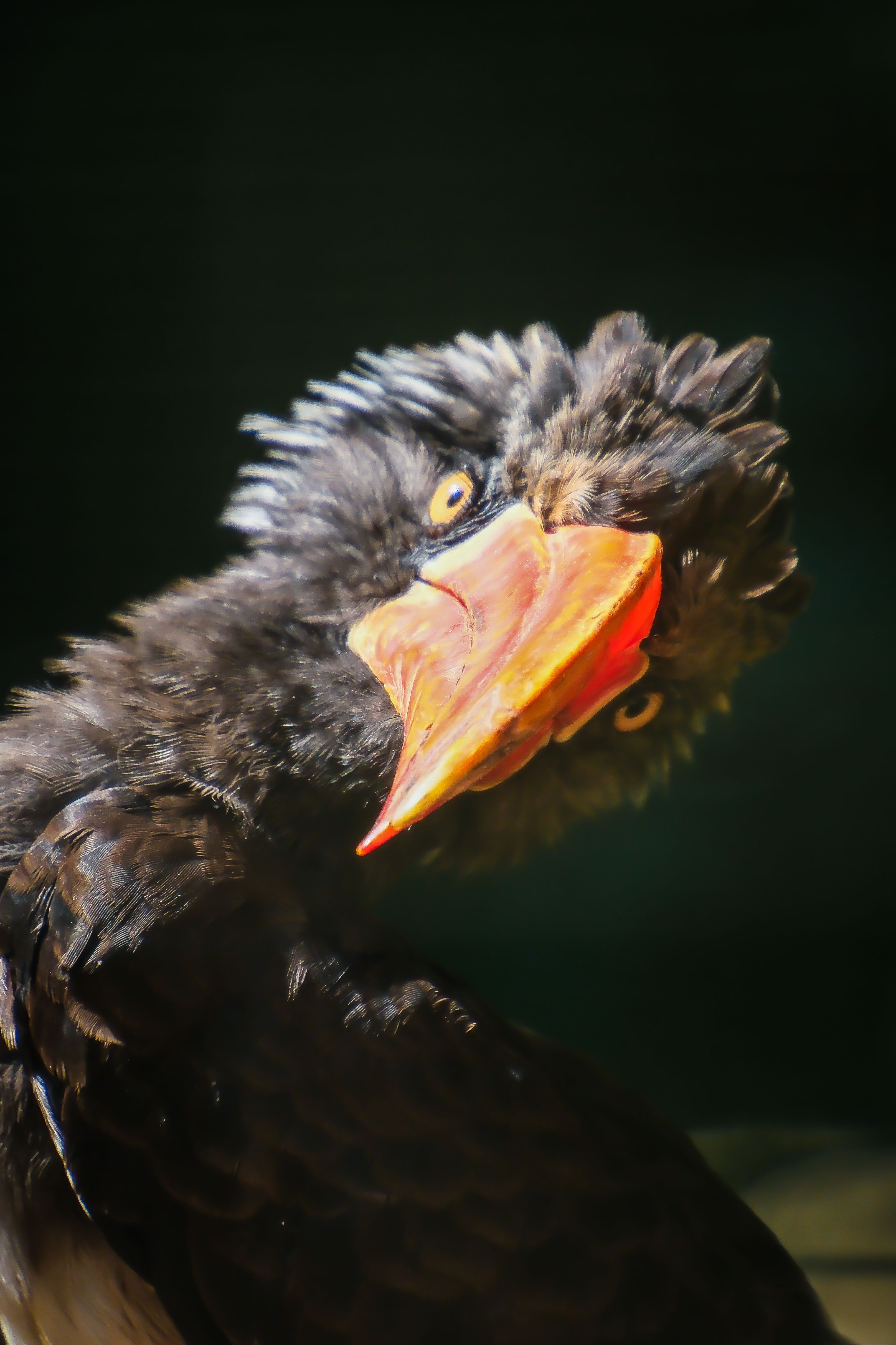 Vibrant exotic bird showcasing a striking orange beak in a close-up shot.