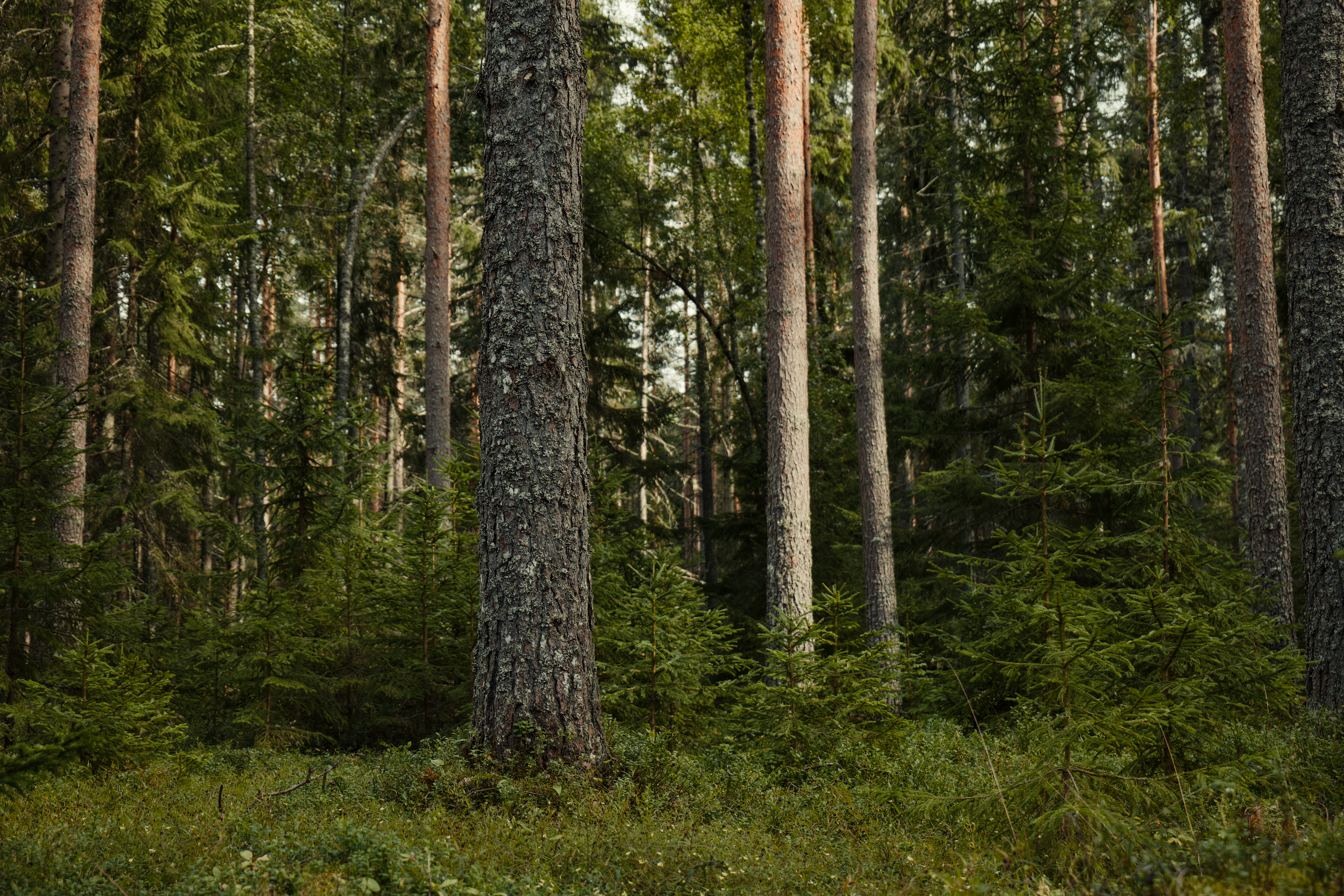 Lush Green Forest Landscape with Tall Trees · Free Stock Photo