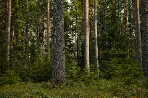 Free Dense forest with tall pine trees and lush green undergrowth under natural daylight. Stock Photo