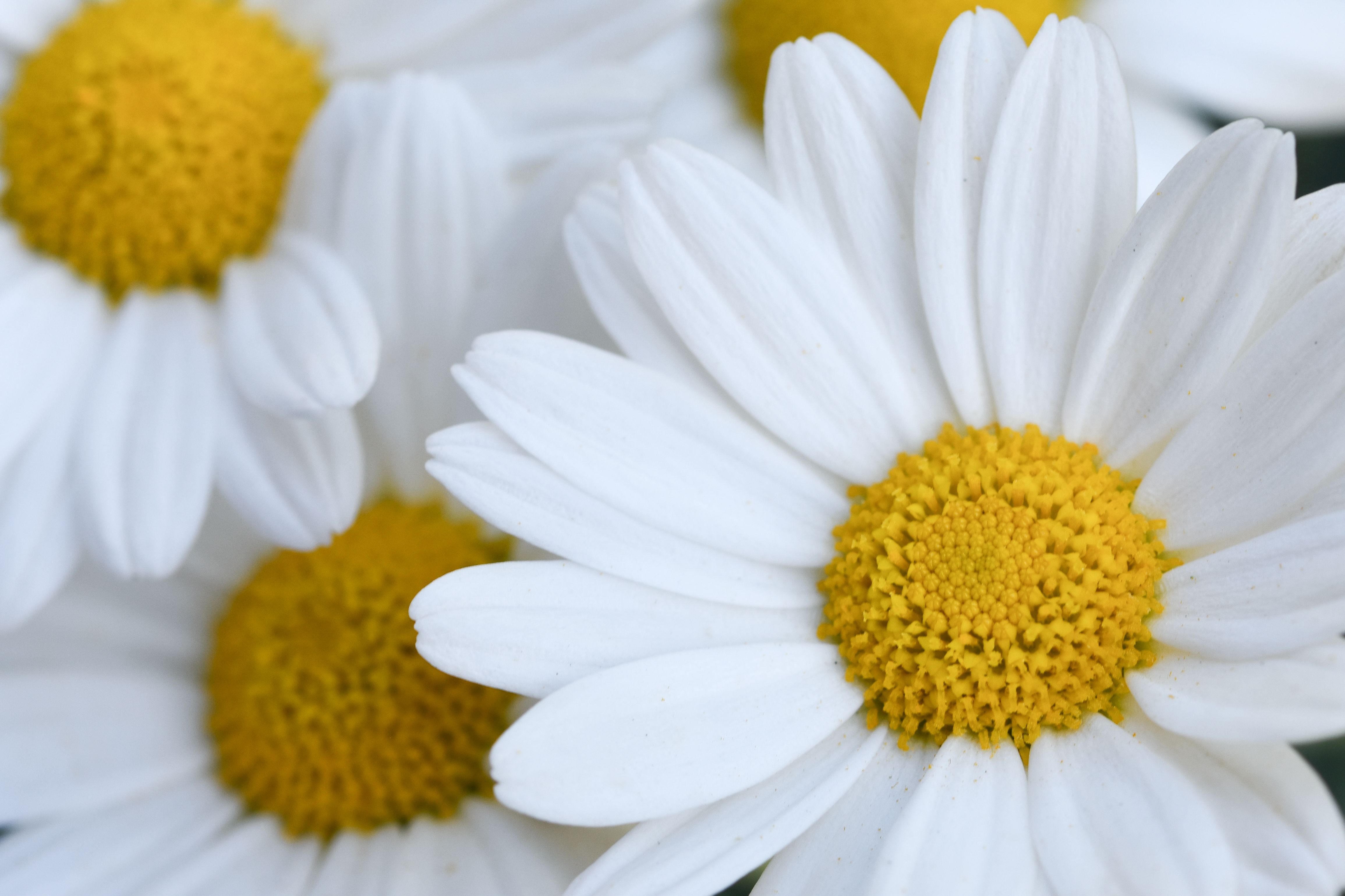 Cool Review About Yellow And White Daisy