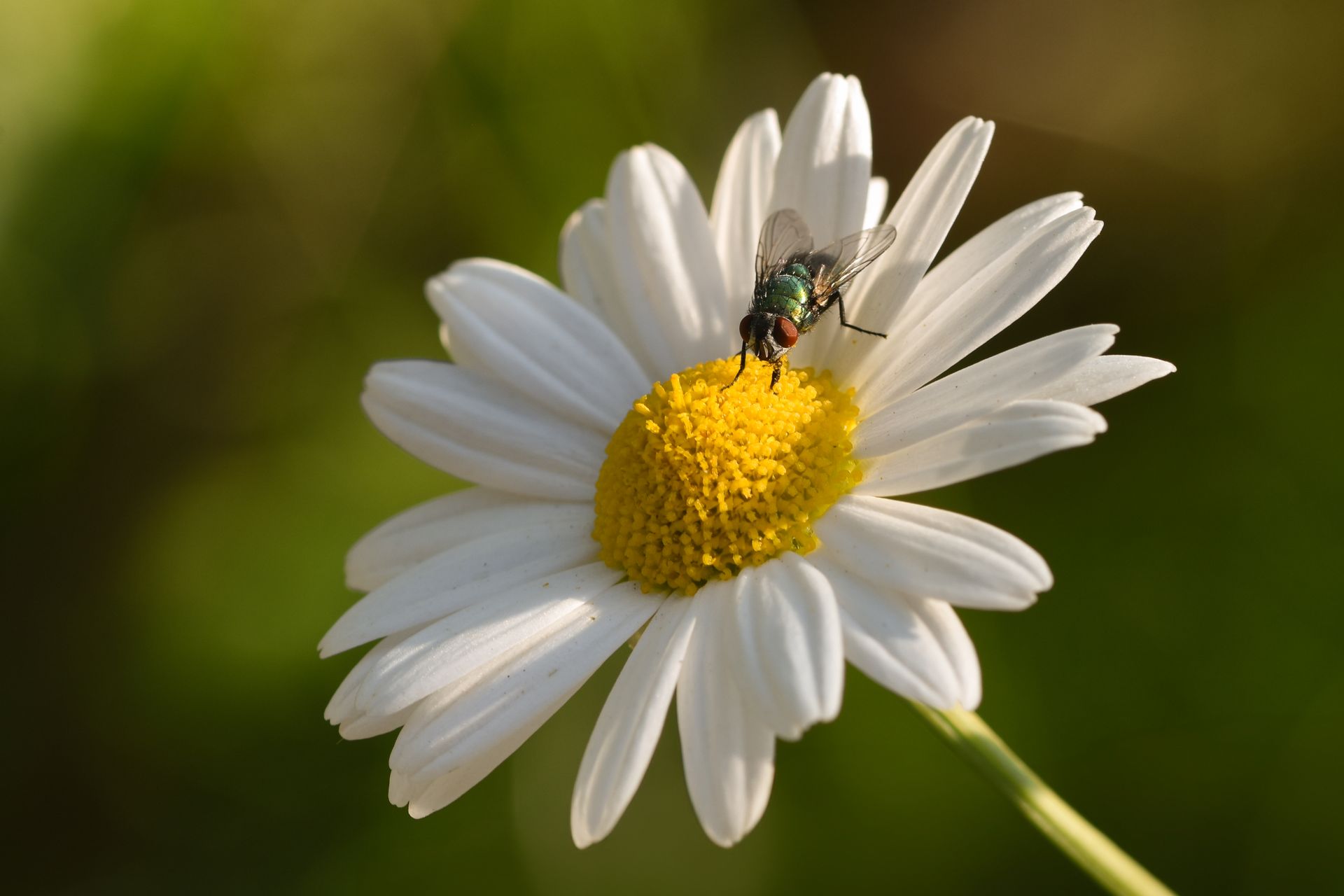 Detailed macro shot of a fly perched on an oxeye daisy in natural sunlight.