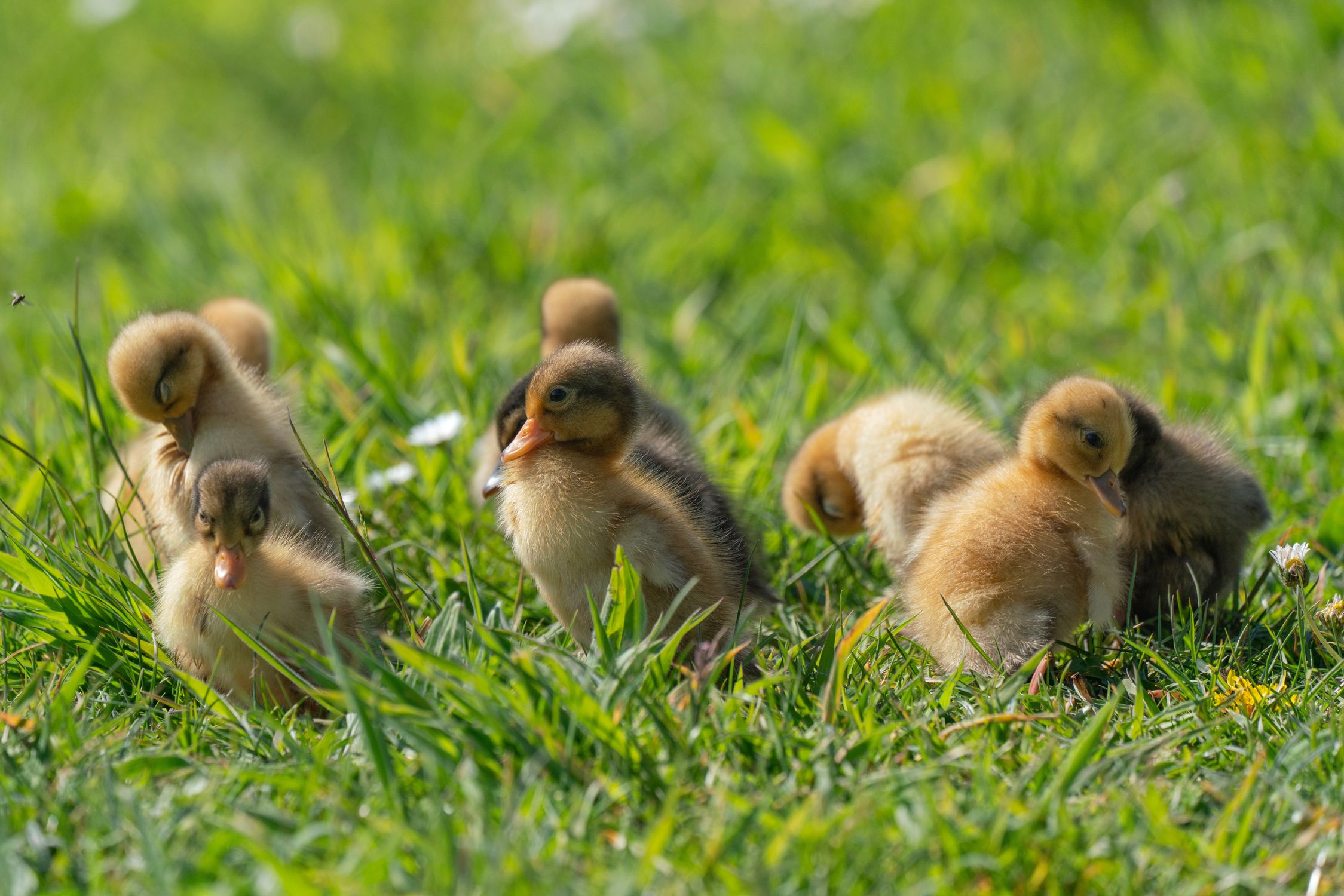 Duck Springy Adorable Ducklings Enjoying a Sunny Spring Day · Free Stock Photo