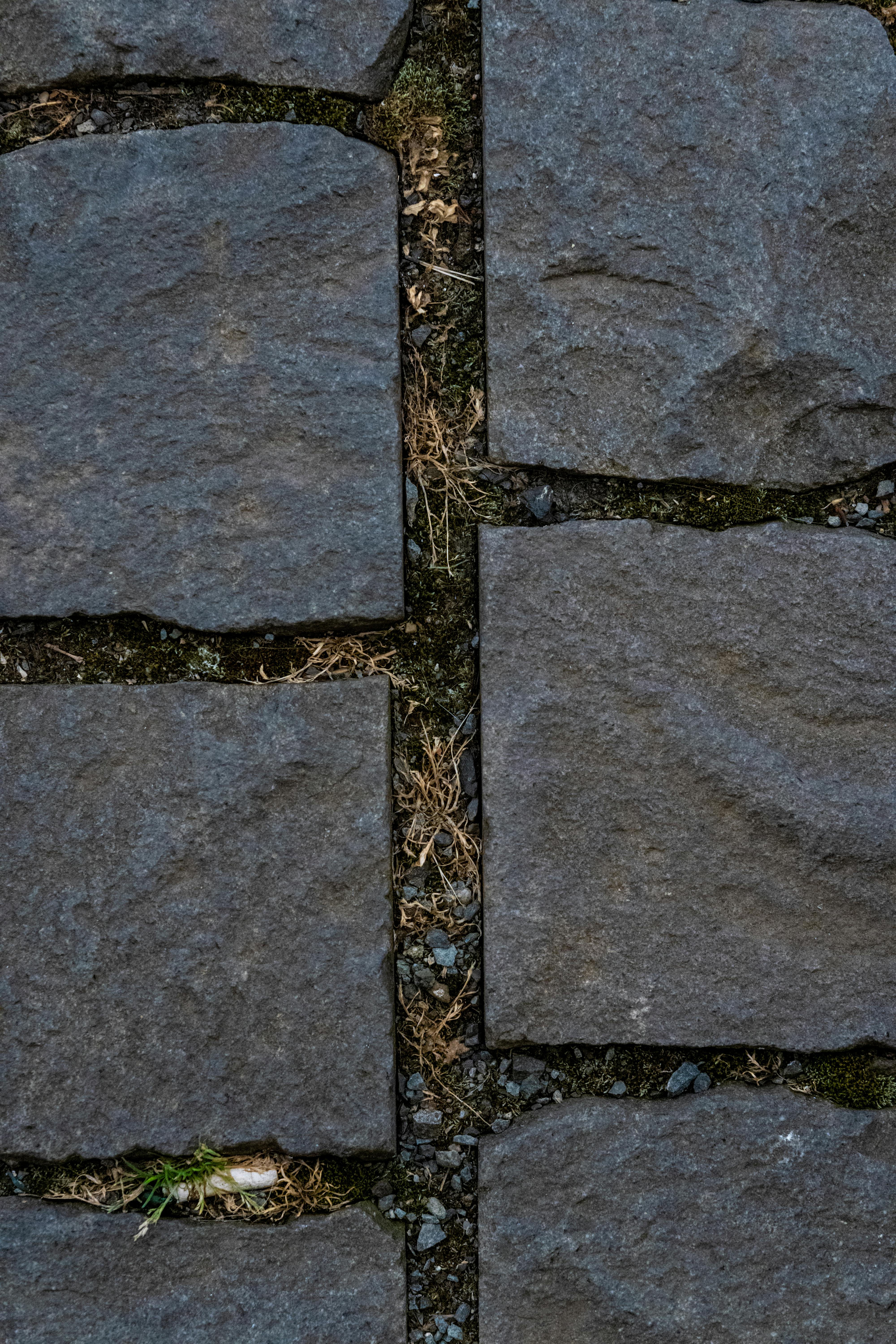 Kostnadsfria Detaljerad vy av en kullerstensstig med gräs och mossa som växer mellan stenarna. Stock foto