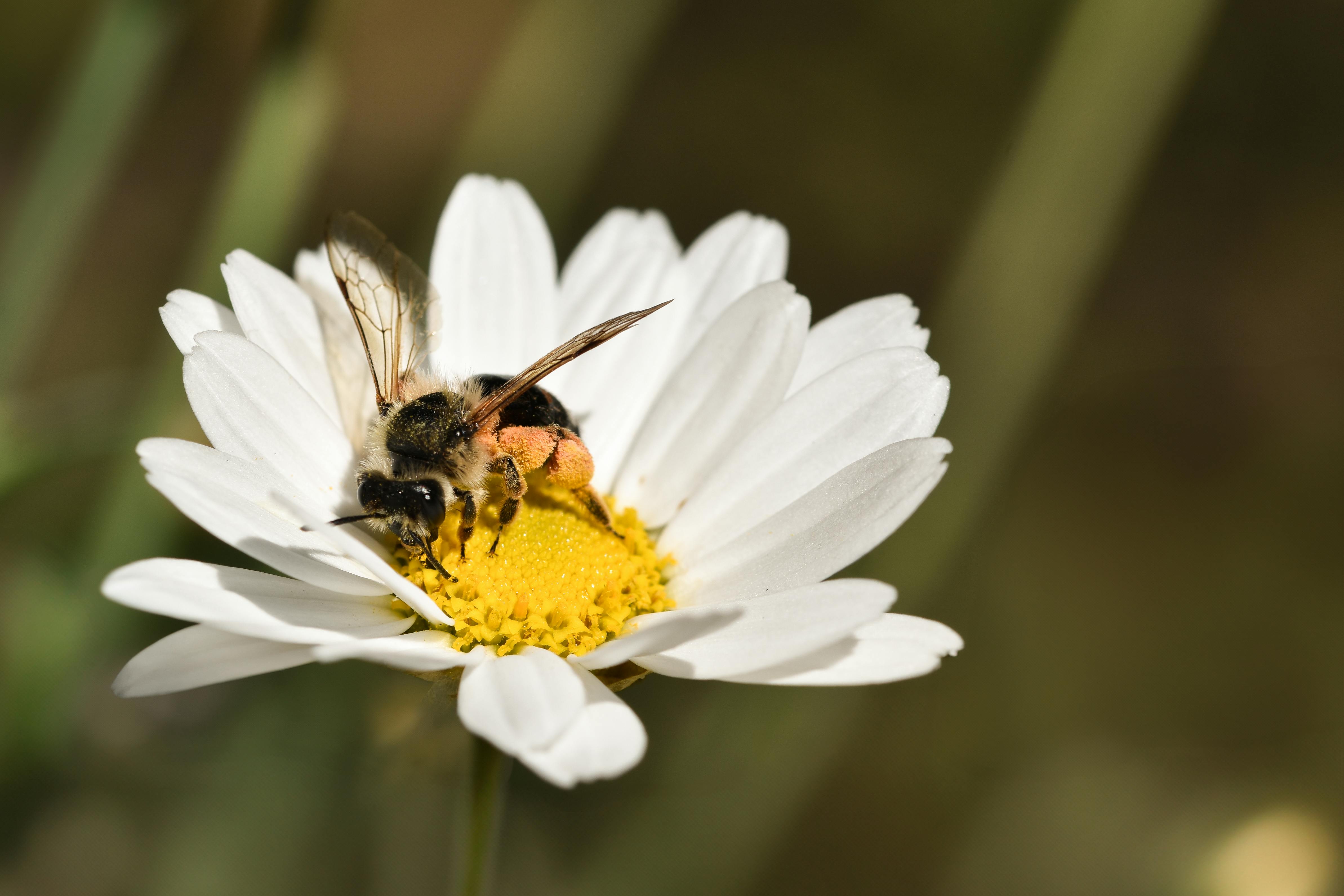 Ark Valley Civics Bee Competition to Send Three Local Students to State — Photo by Alexas Fotos on Pexels