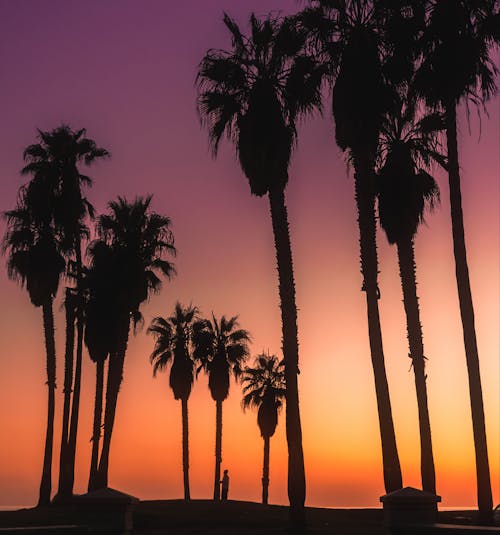 Free Silhouette of person and palm trees in picturesque sunset Stock Photo