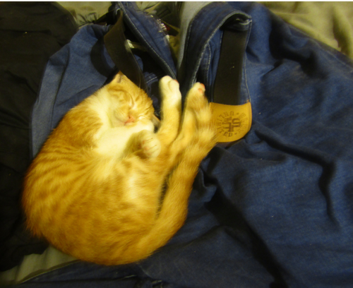 Free stock photo of cat, kitten, kittens Stock Photo