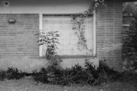 Black and white image of a window with climbing plants in Córdoba, Argentina.