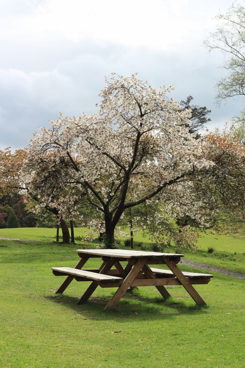 Free Serene picnic scene with a blooming cherry tree in the lush English countryside, capturing spring's essence. Stock Photo