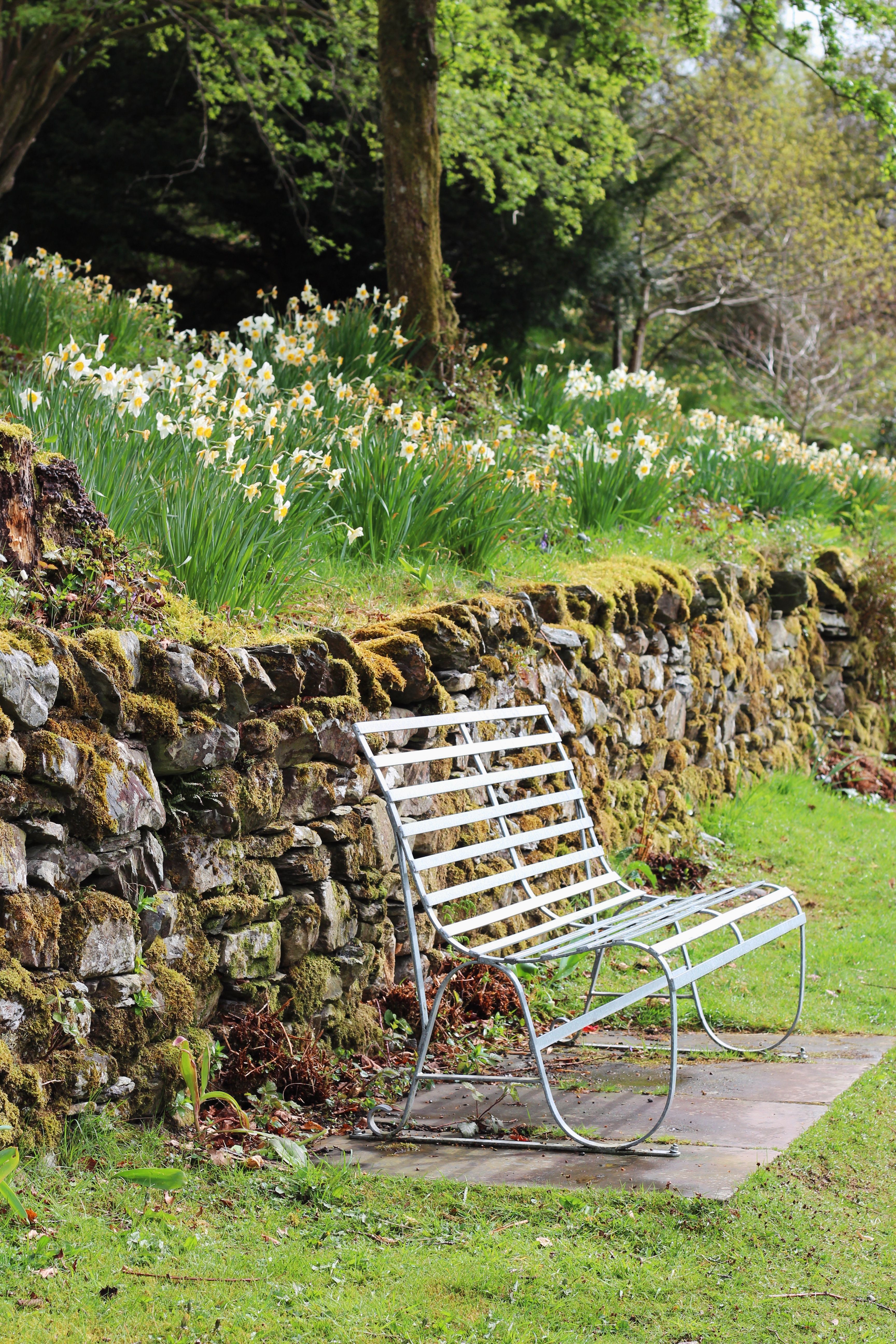Mur en pierre sèche moussu bordé de narcisses, banc de jardin en fer