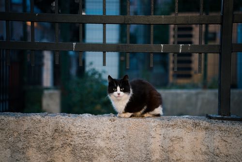 Free Charming black and white cat sitting on a concrete wall in an urban setting. Stock Photo