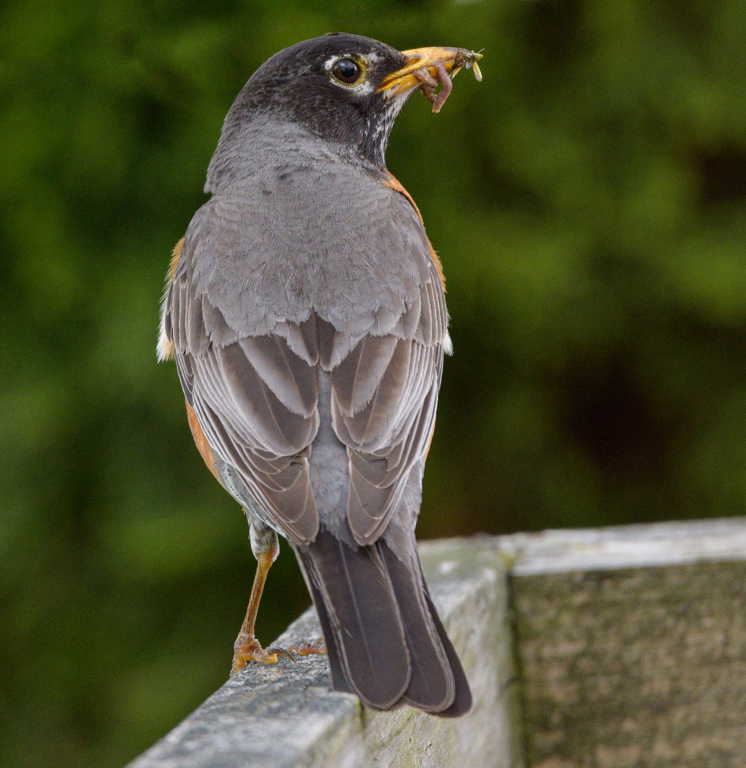 Rob In Railing American Robin with Insect on Wooden Railing · Free Stock Photo