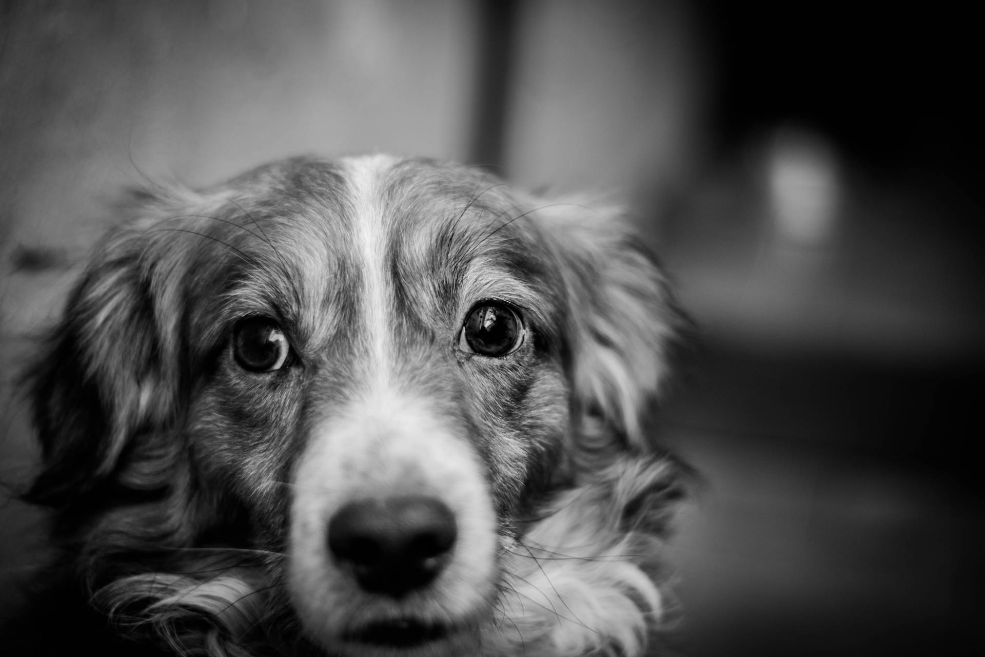 Long Coated Dog