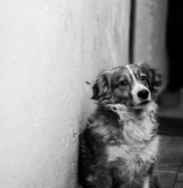 Black and white of Australian shepherd dog with fluffy fur sitting near wall outdoors