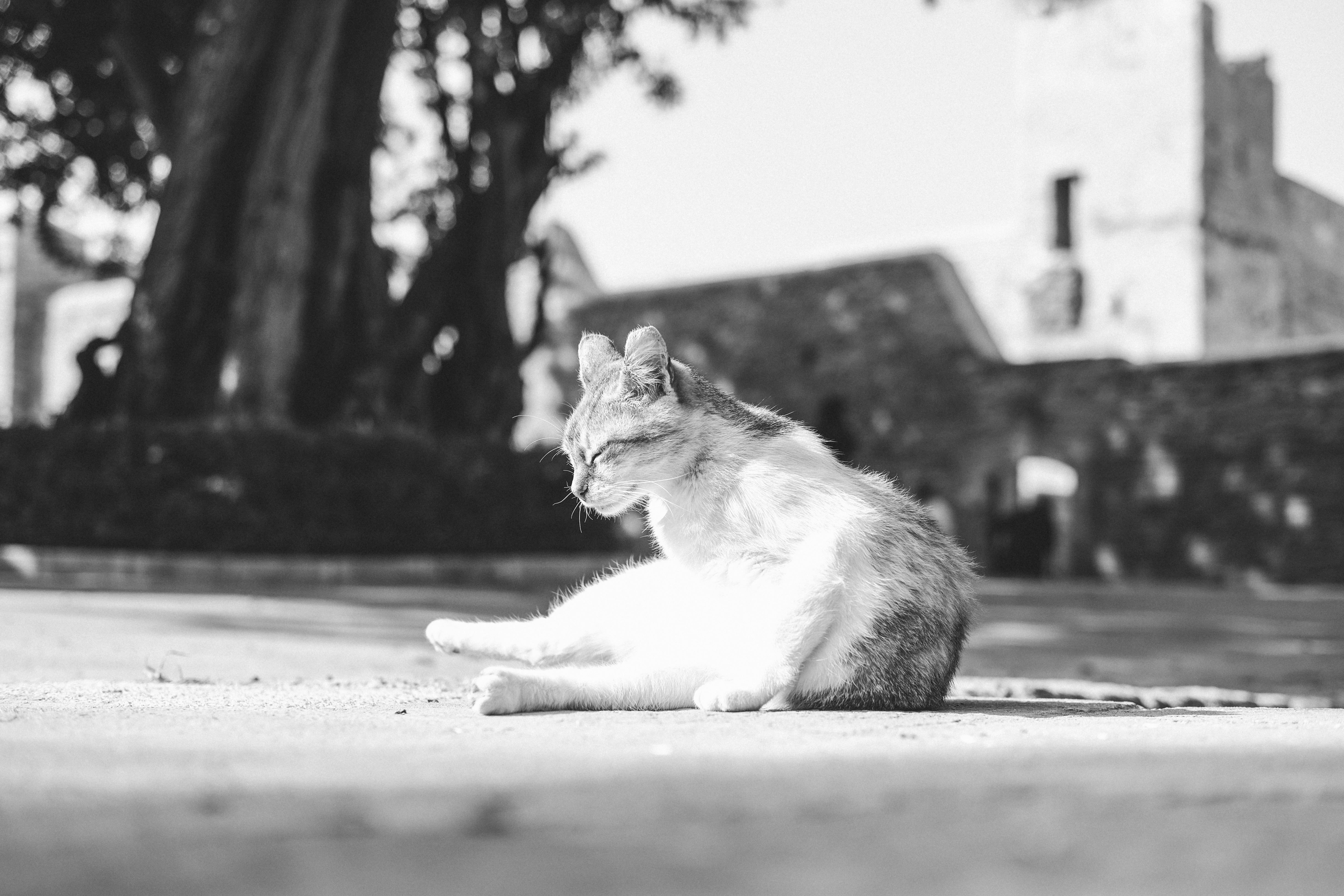 A serene black and white photo of a cat lounging outdoors in Rabat, showcasing local architecture.