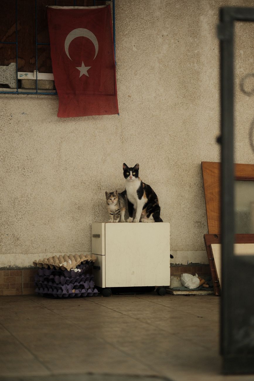 Twee katten zitten onder een Turkse vlag in een stedelijk tafereel, wat een gezellige sfeer creëert.