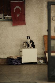 cat photo