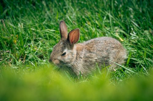 Free Adorable rabbit resting peacefully in a lush green grassy field during daytime. Stock Photo
