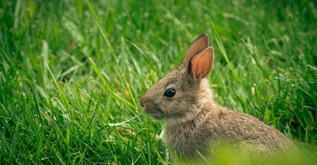Recette de Lapin : 5 Façons de Cuisiner