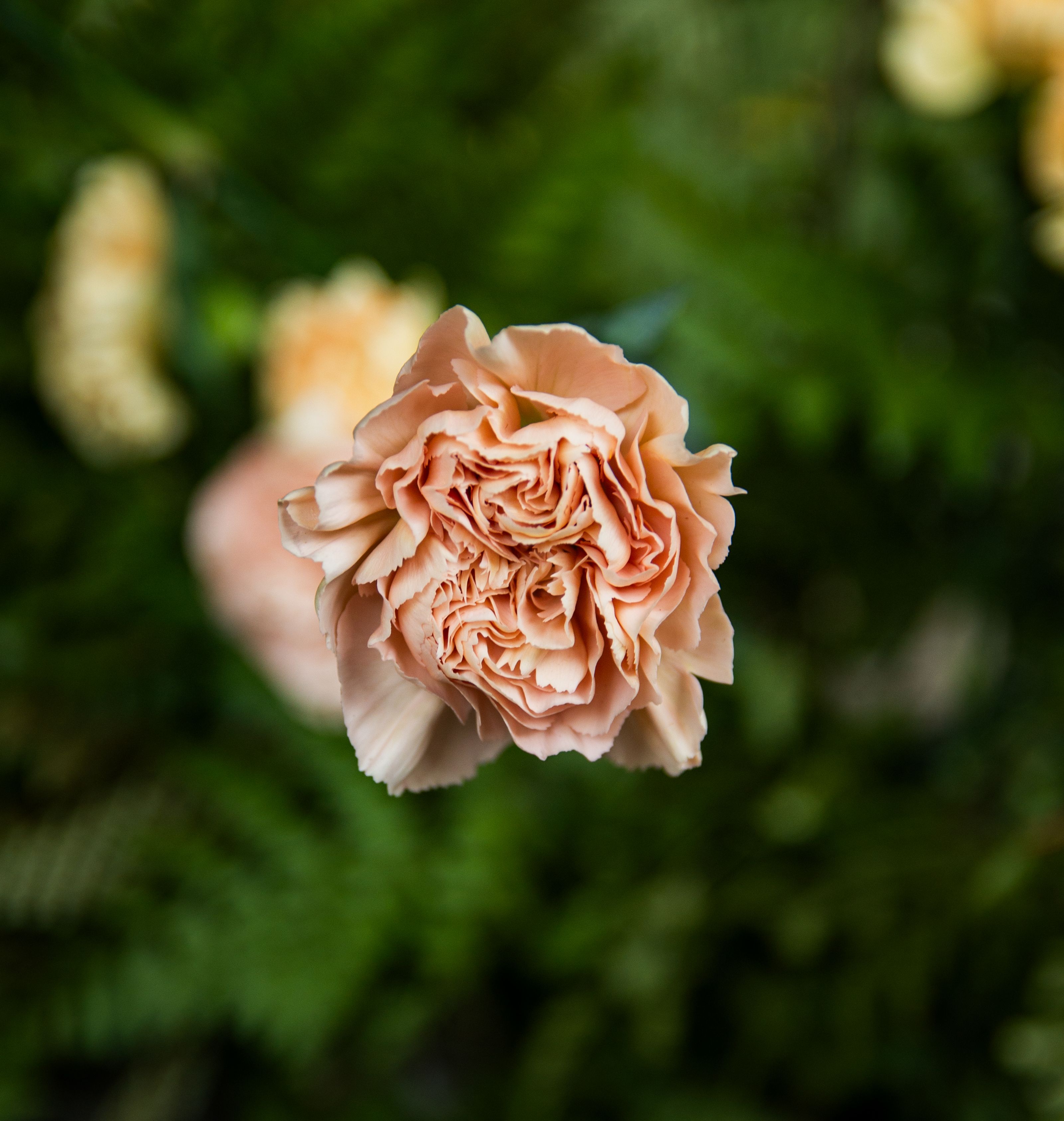 Detailed close-up of a pink carnation flower with lush green foliage background.