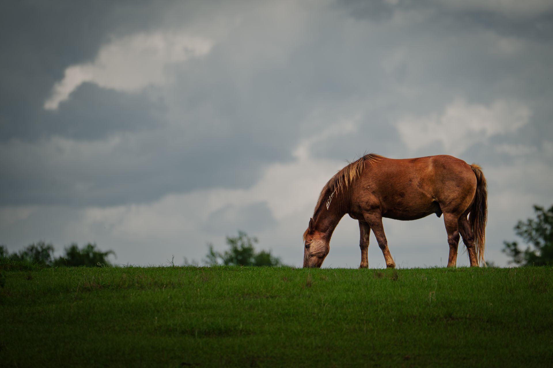 A peaceful brown horse grazing in the rural fields of Florida, USA, under an overcast sky.