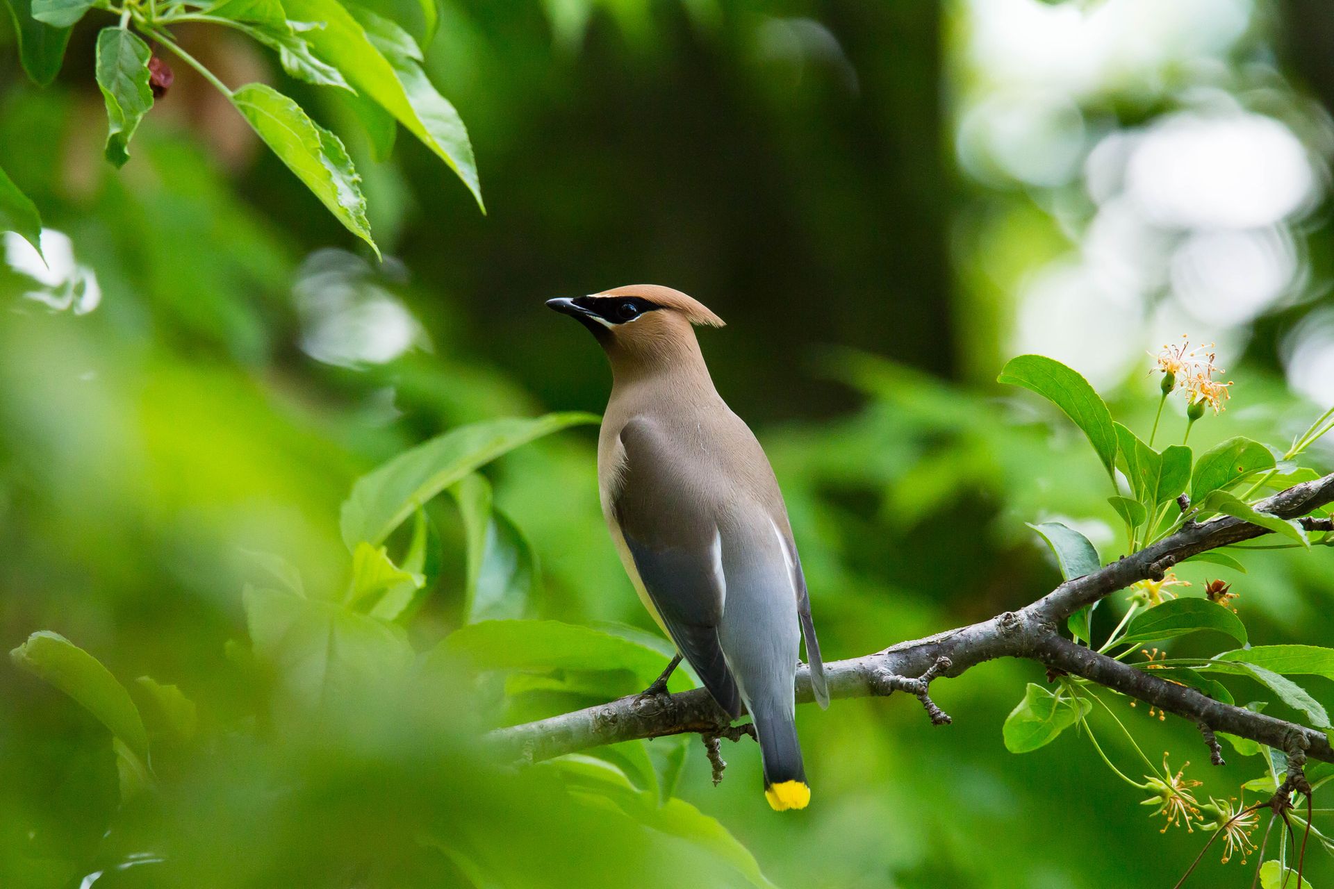 Close-up of a cedar waxwing perched on a tree branch in lush greenery.
