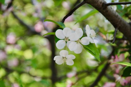 Free Close-up of delicate white flowers blooming on a tree with a blurred green background. Stock Photo