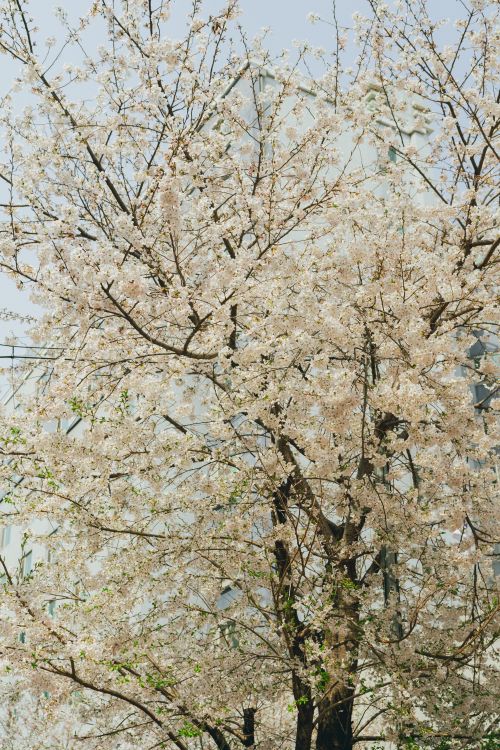 Free Cherry blossoms in full bloom in Seoul, South Korea, capturing spring's natural beauty. Stock Photo