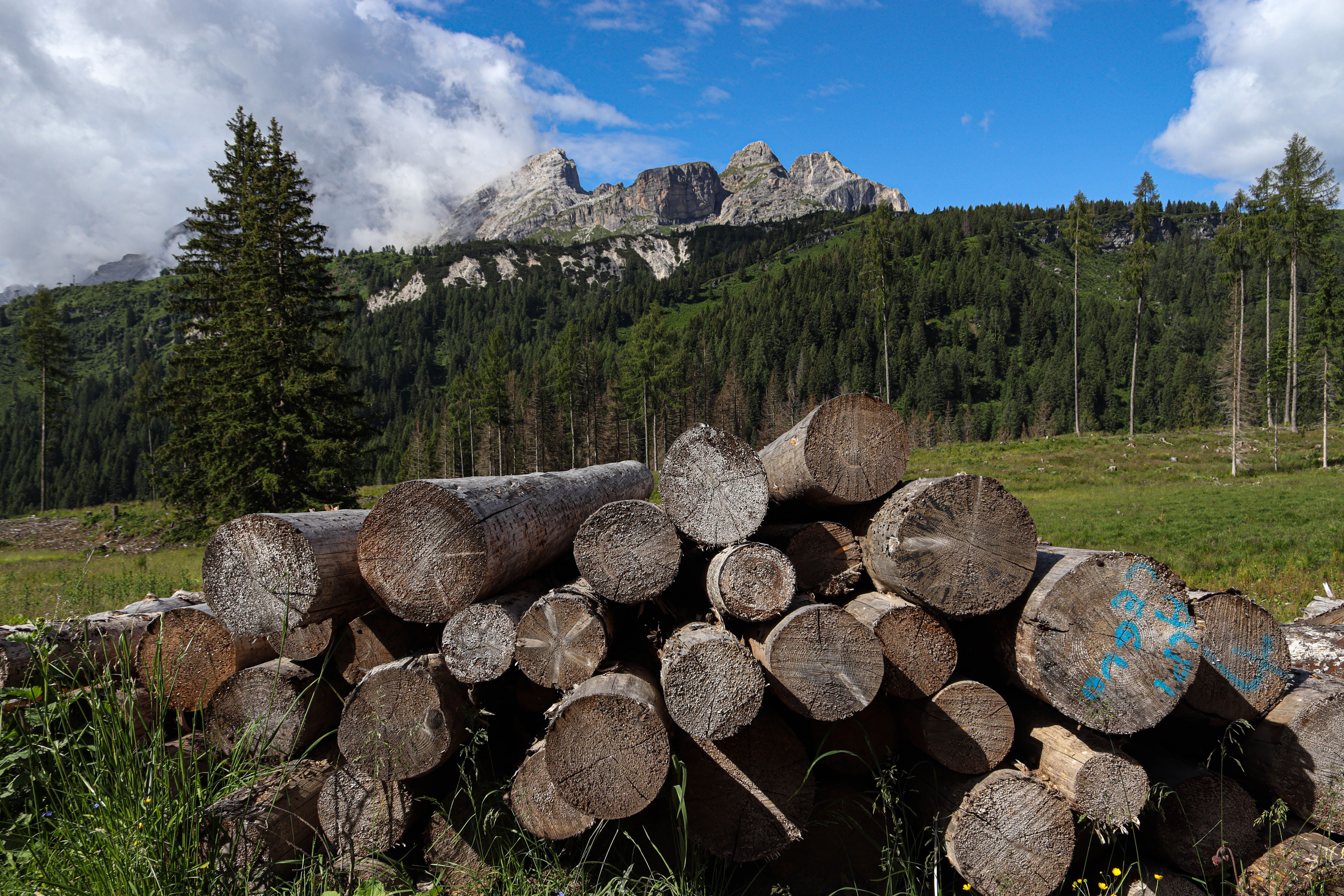 Deforestation Photos, Download The BEST Free Deforestation Stock Photos ...