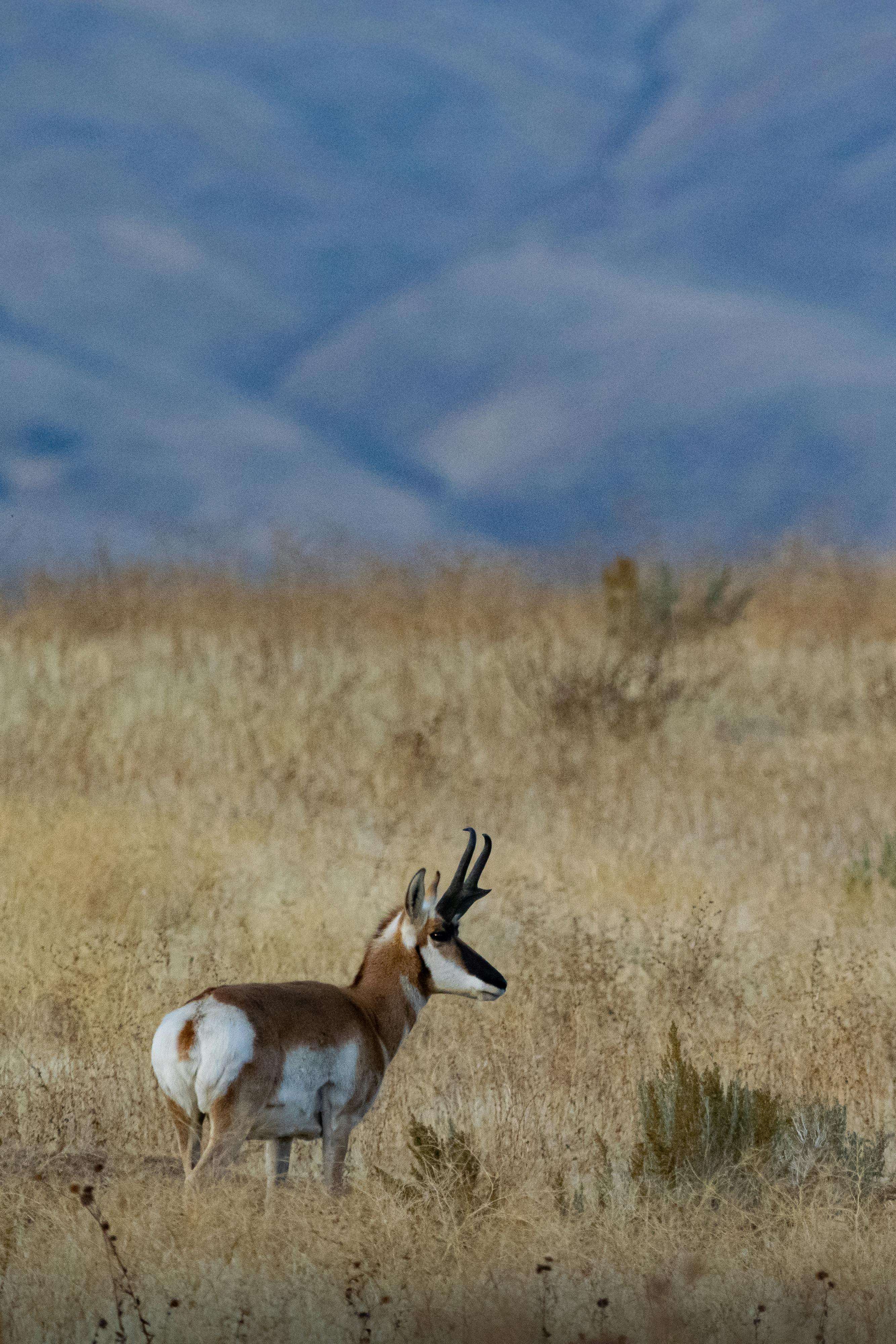 秋季草地上的叉角羚侧视图