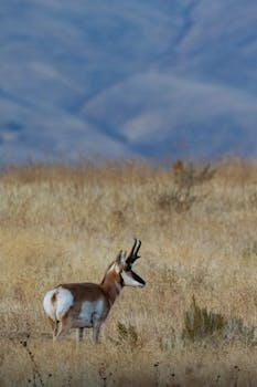 秋季草地上的叉角羚侧视图