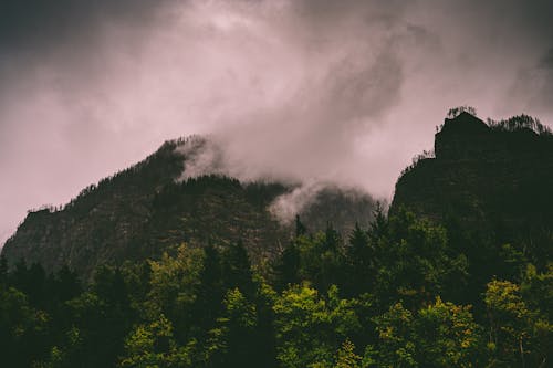 Fotografia De Paisagem De Floresta E Montanha