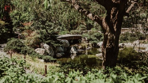 Free Lush Japanese garden scene with a serene pond and stone bridge in San Diego. Stock Photo