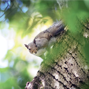 A vibrant squirrel perched on a tree trunk, surrounded by lush greenery in a forest setting.