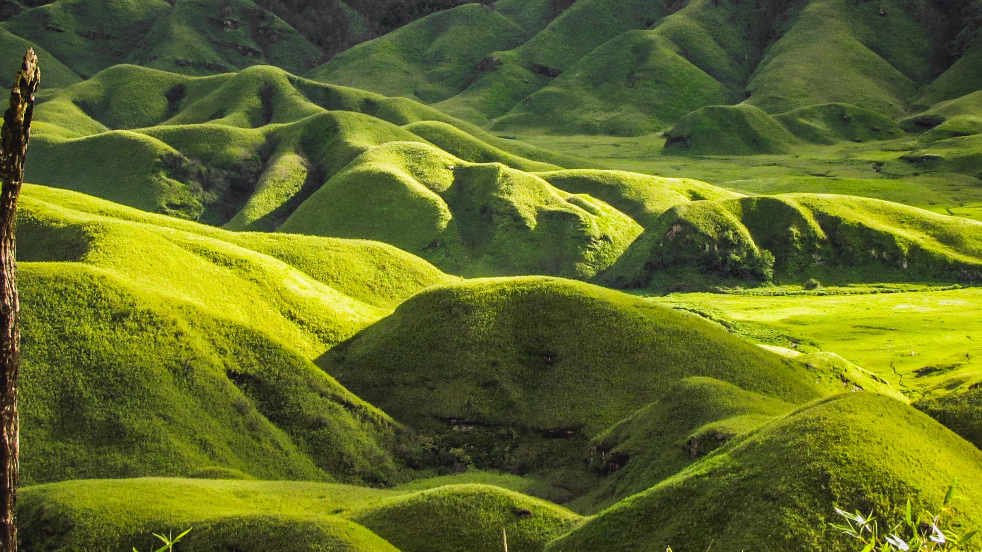 Rolling green hills of Dzukou Valley, Nagaland — the bank's home region