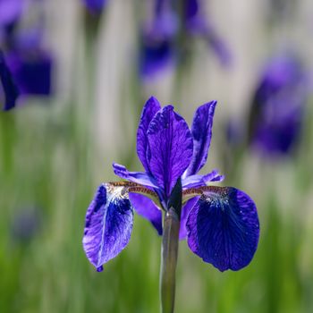 purple japanese iris flower