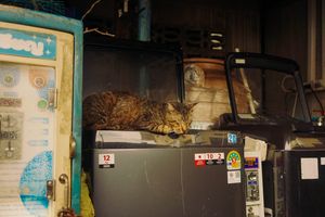 Foreign tourists fall for treat-seeking trap of Krabi cat