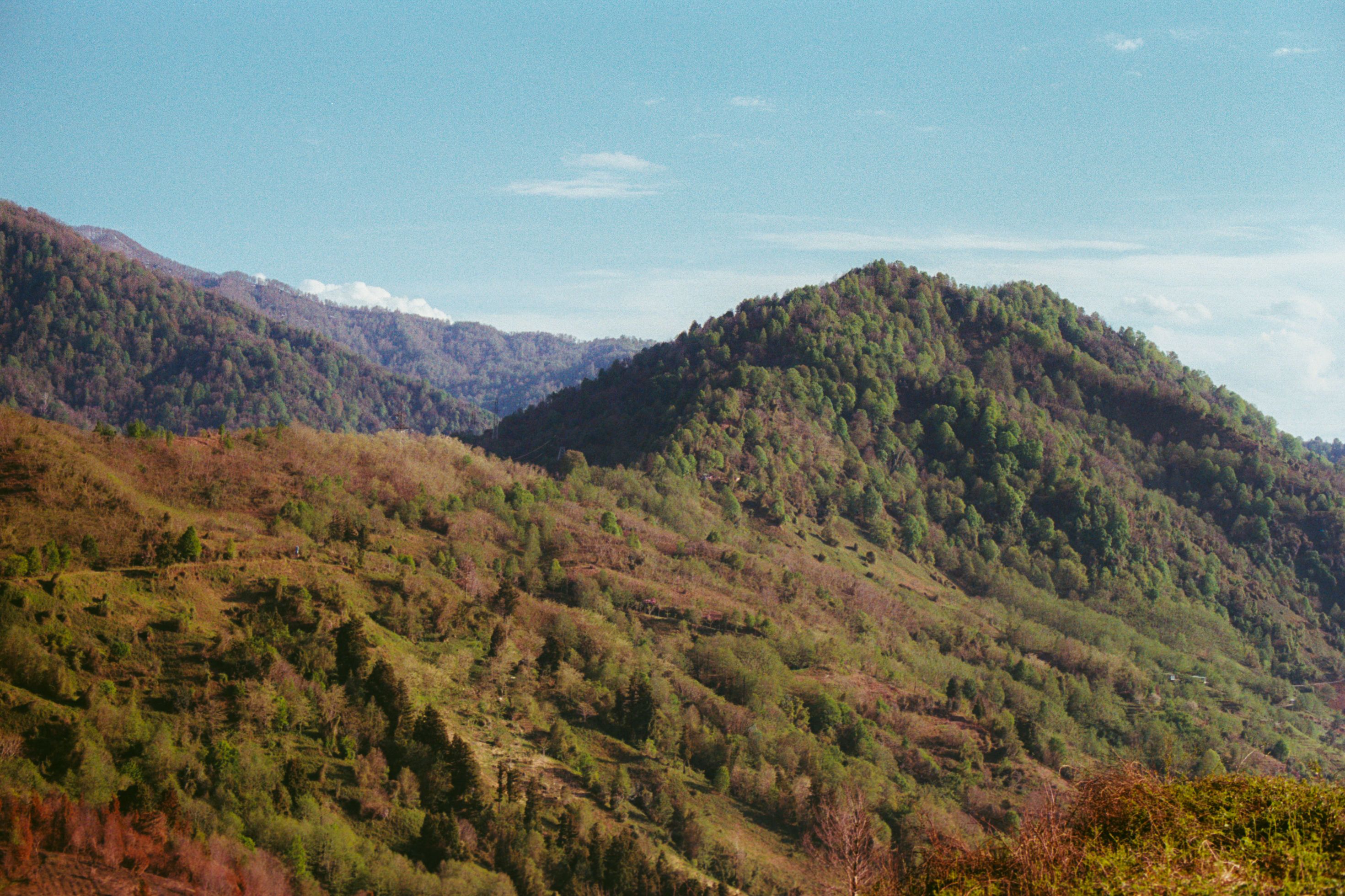 Lush Mountain Landscape with Dense Forest · Free Stock Photo