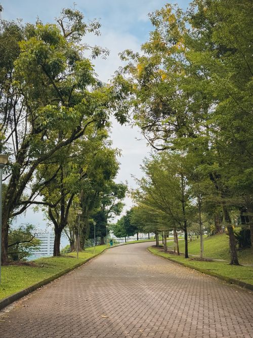 Free A serene park pathway lined with lush green trees, ideal for a peaceful walk. Stock Photo