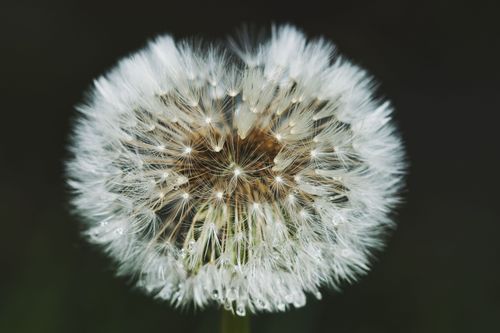 Free Macro shot of a dandelion puff covered in dew, capturing delicate seeds in crisp detail. Stock Photo