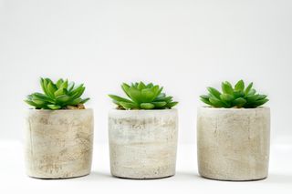 Three small succulents in rough concrete pots. Photo by Ylanite Koppens on Pexels