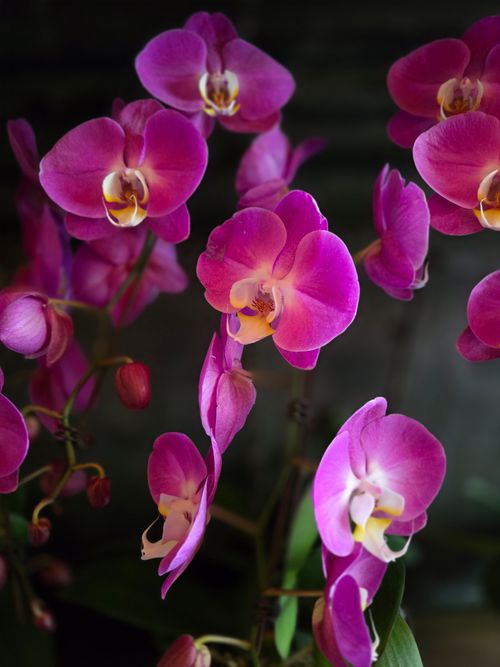 Free A stunning close-up of vibrant purple orchids in full bloom, showcasing delicate details. Stock Photo