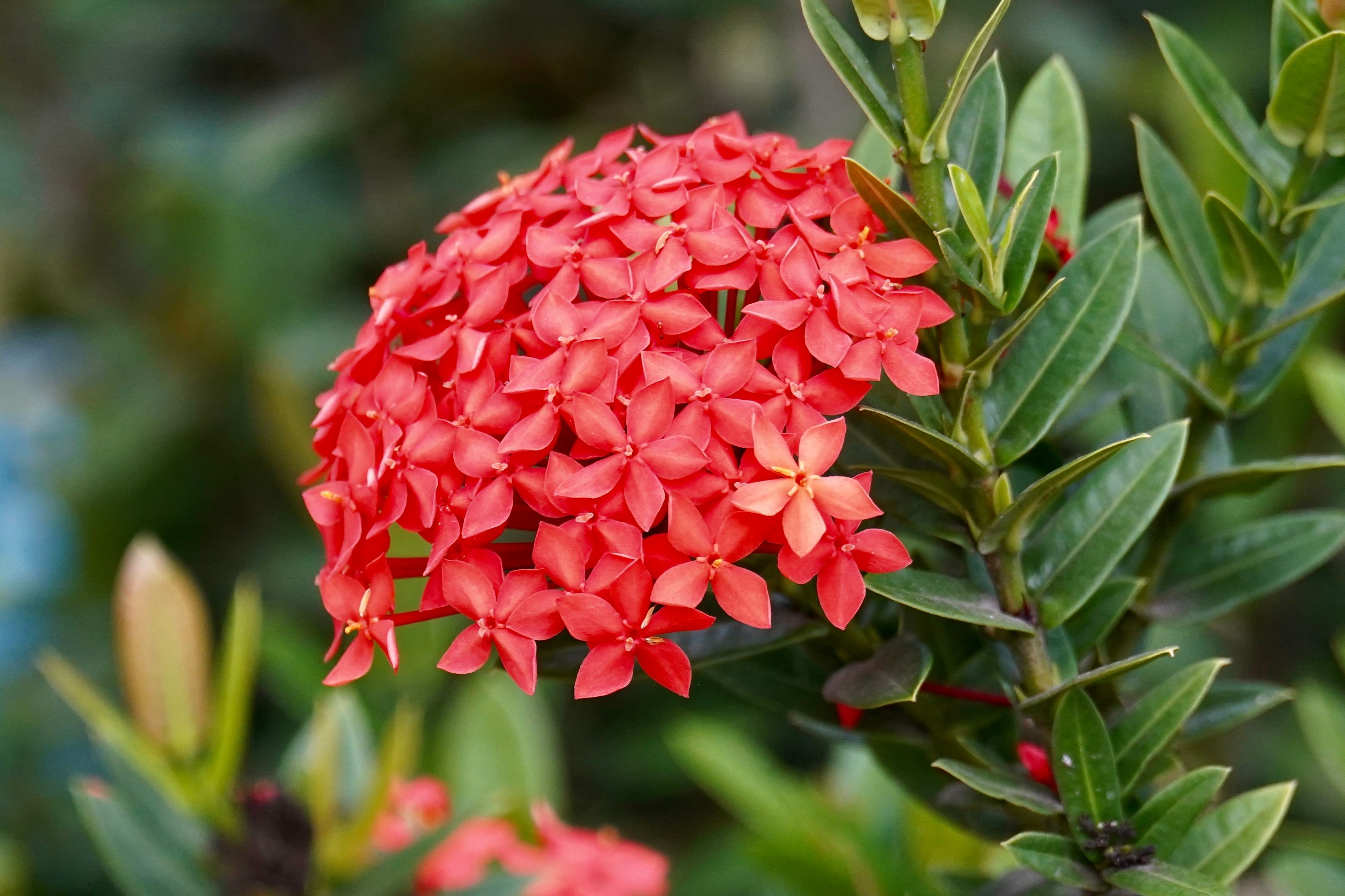 Vivid Red Ixora Flower Close-up in Bloom · Free Stock Photo