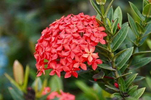 Free Close-up of bright red Ixora flower cluster with lush green leaves. Stock Photo