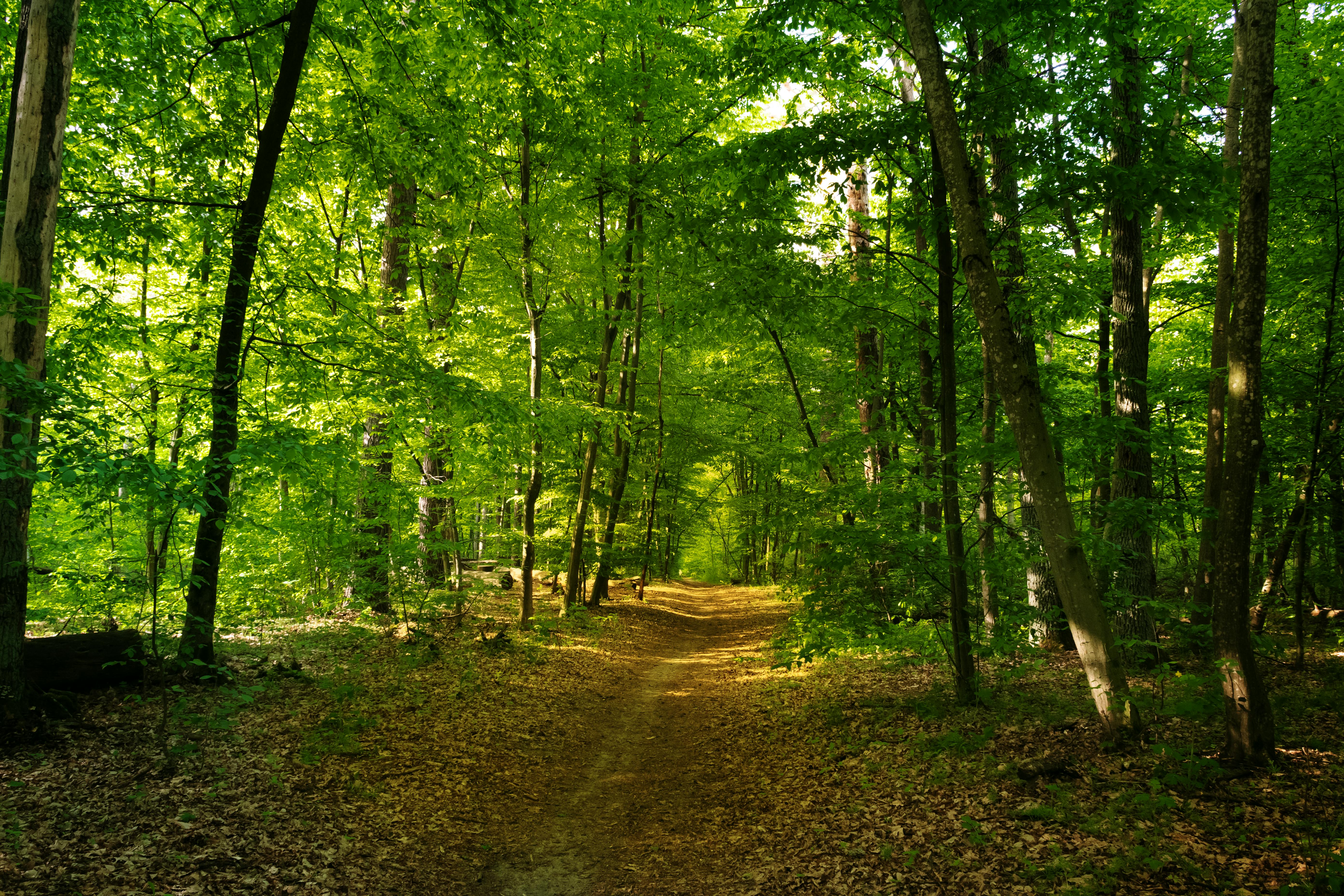 DuPage Forest Preserve executive director leaving for city manager job in Florida — Photo by Anna Samarina on Pexels