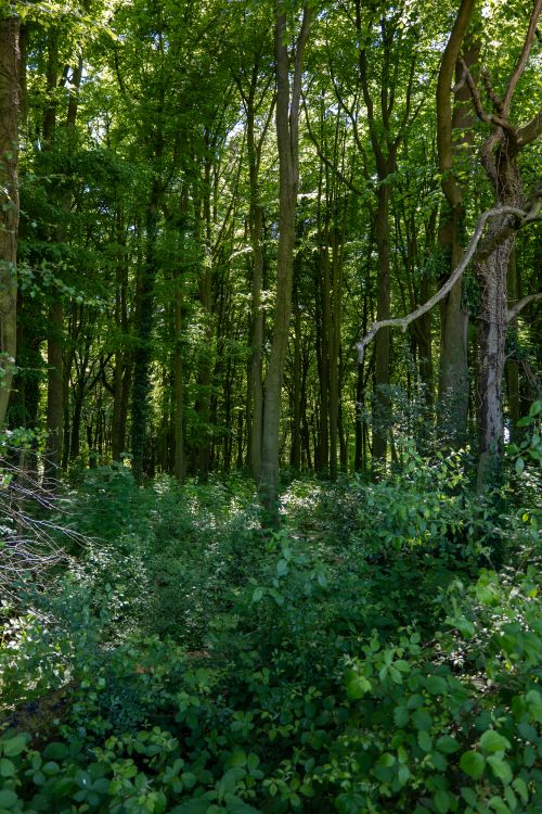 Free Dense summer forest with lush greenery, emphasizing tall trees and sunlight filtering through leaves. Stock Photo