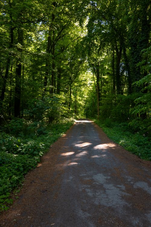 Free A tranquil, shaded path winds through a lush green forest under dappled sunlight. Stock Photo