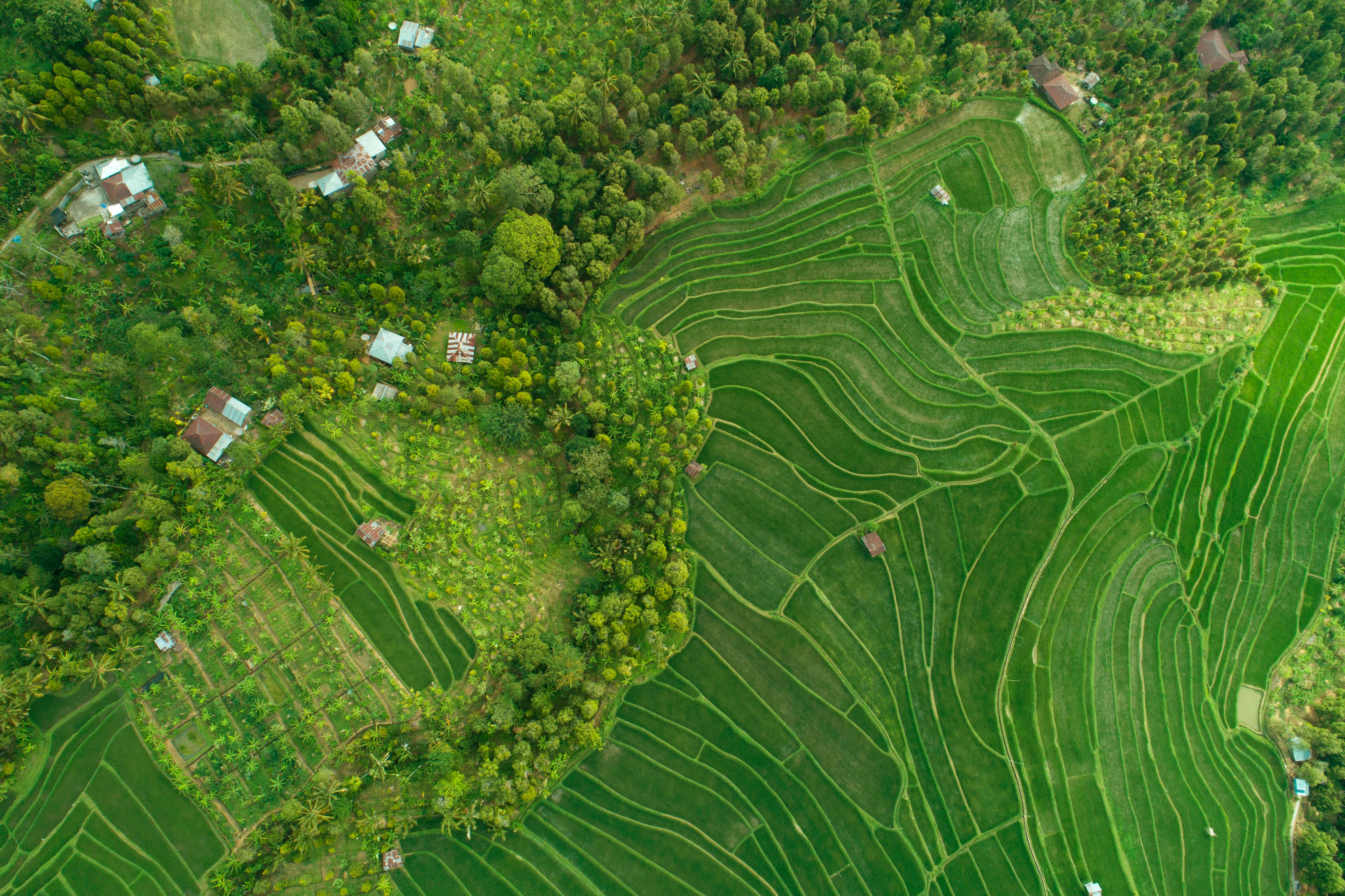 Aerial View of Bali's Lush Rice Terraces · Free Stock Photo